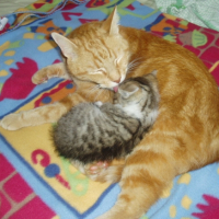 Photo #205353 de Cookie