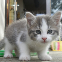 Photo #205354 de Hercule