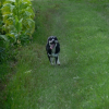Bandit lancé à fond!