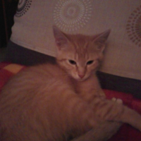 Photo #205490 de Dobby