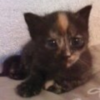 Photo #205504 de Chealsy 