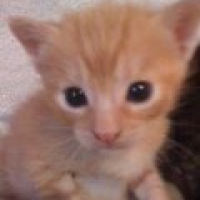 Photo #205507 de Caramel