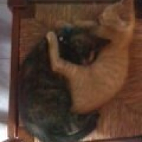 Photo #205517 de Caramel