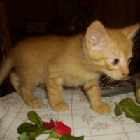 Photo #205532 de Caramel