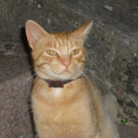 Photo #205540 de Caramel