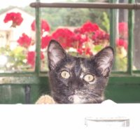 Photo #205602 de Mia