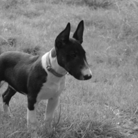 Photo #205652 de Elvis