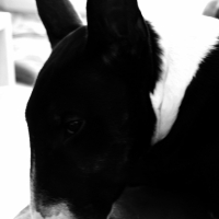 Photo #205653 de Elvis