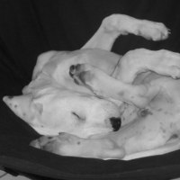 Photo #205713 de Eydan