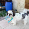 mon chien aime les bonbons ^^