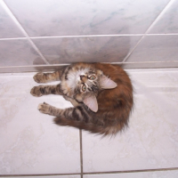 Photo #205799 de Caline