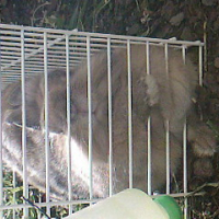 Photo #205808 de Banzai