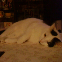 Photo #205878 de Milko