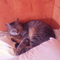 Photo #205938 de Luna