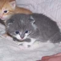 Photo #206001 de Shadow