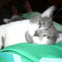 Photo #206002 de Shadow