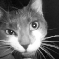 Photo #206003 de Shadow