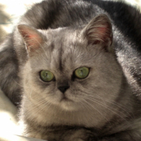 Photo #206009 de Malys