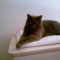 Photo #206012 de Opium