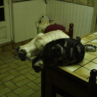 Photo #206022 de Sushi