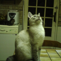 Photo #206023 de Kyarha