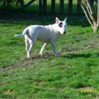 Photo #206053 de Altesse attika
