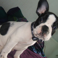 Photo #206065 de Darwin