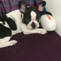 Photo #206066 de Darwin