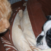 Photo #206068 de Darwin