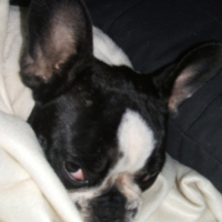 Photo #206072 de Darwin
