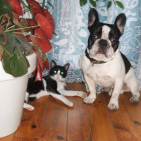 Photo #206074 de Darwin