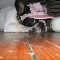 Photo #206075 de Darwin