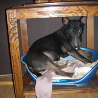 Photo #206100 de Lola