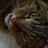 Photo #206142 de Toga