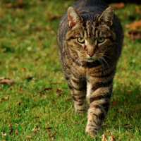 Photo #206148 de Toga