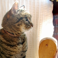 Photo #206149 de Toga