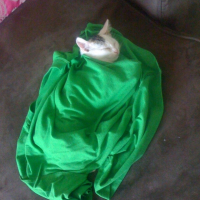 Photo #206153 de Pistache