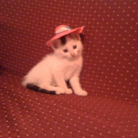 Photo #206155 de Pistache