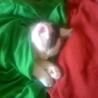 Photo #206157 de Pistache
