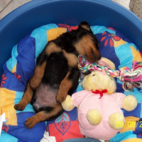 Photo #206173 de Orka