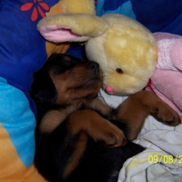 Photo #206176 de Orka