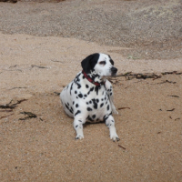 Photo #206179 de Thamy