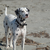 Photo #206181 de Ulysse