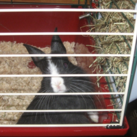 Photo #206231 de Akuma