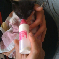 Photo #206248 de Dora
