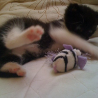 Photo #206249 de Dora