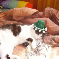 Photo #206257 de Jupiter