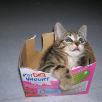 Photo #206258 de Bamboo