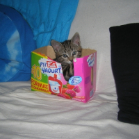 Photo #206259 de Bamboo