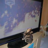 Photo #206260 de Bamboo